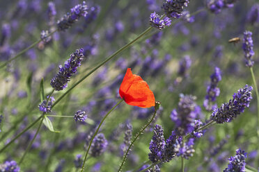 Germany, North Rhine-Westphalia, Cologne, Corn Poppy (Papaver rhoeas) and Lavender (Lavendula) - GWF002542