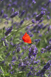 Germany, North Rhine-Westphalia, Cologne, Corn Poppy (Papaver rhoeas) and Lavender (Lavendula) - GWF002543