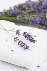 Lavendel (Lavendula) auf weißem Handtuch - GWF002547