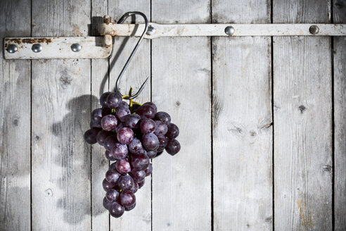 Rote Weintrauben hängen an einem Haken vor einer grauen Holzwand - MAEF007860