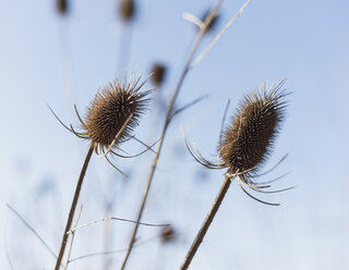 Deutschland, Blütenstände von Dipsacus Fullonum vor blauem Himmel - HLF000384