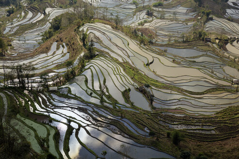 China, Yunnan, Yuanyang, Reisterrassen - JBAF000086