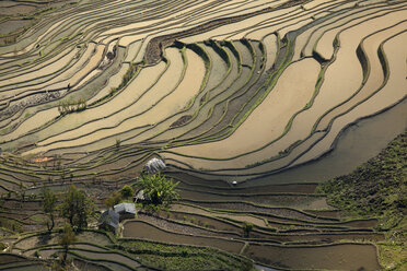 China, Yunnan, Yuanyang, Farmer ploughing in rice terraces - JBA000101