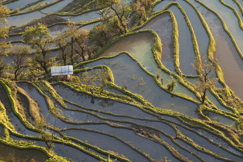 China, Yunnan, Yuanyang, Frau geht in Reisterrassen spazieren - JBA000104