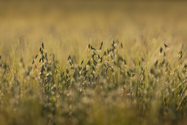 Hafer (Avena) in der Abendsonne - AMF001837