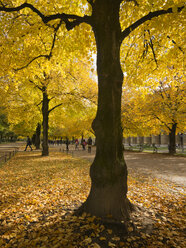 Deutschland, Bayern, München, Nähe Odeonsplatz, am Hofgarten, im Herbst - LAF000567