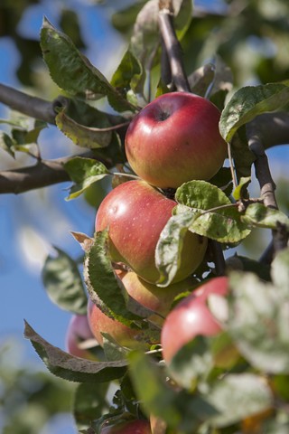 Deutschland, Hessen, Reife rote Äpfel am Baum, Nahaufnahme, lizenzfreies Stockfoto