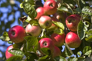 Deutschland, Hessen, Reife rote Äpfel am Baum, Nahaufnahme - AMF001865