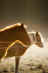 Germany, Hesse, Horses on pasture in morning light - AMF001867