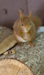 Deutschland, Hessen, Eichhörnchen sitzt auf Baumstamm, frisst Nüsse - AMF001870