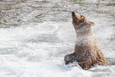 USA, Alaska, Katmai National Park, Braunbär (Ursus arctos) am Brooks Wasserfall und schüttelnder Körper - FOF005964