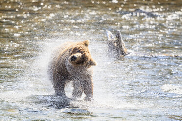 USA, Alaska, Katmai National Park, Braunbär (Ursus arctos) am Brooks Wasserfall und schüttelnder Körper - FOF005965