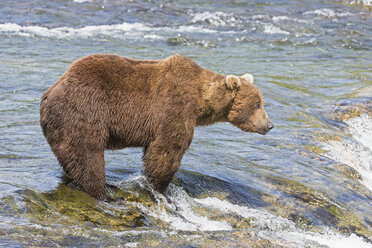 USA, Alaska, Katmai National Park, Brown bear (Ursus arctos) at Brooks Falls, foraging - FO005966