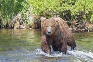 USA, Alaska, Katmai-Nationalpark, Braunbär (Ursus arctos) bei Brooks Falls, Futtersuche - FO005967