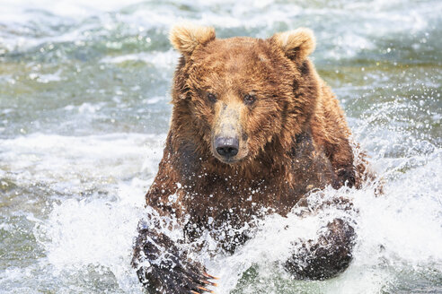 USA, Alaska, Katmai-Nationalpark, Braunbär (Ursus arctos) bei Brooks Falls, Futtersuche - FOF005968