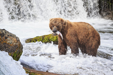 USA, Alaska, Katmai National Park, Braunbär (Ursus arctos) am Brooks Wasserfall mit gefangenem Lachs - FOF005969