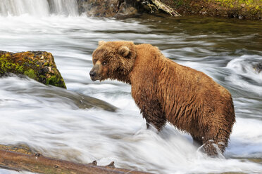 USA, Alaska, Katmai-Nationalpark, Braunbär (Ursus arctos) bei Brooks Falls, Futtersuche - FOF005911