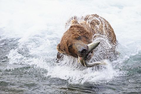 USA, Alaska, Katmai National Park, Braunbär (Ursus arctos) am Brooks Wasserfall mit gefangenem Lachs, lizenzfreies Stockfoto