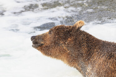 USA, Alaska, Katmai National Park, Brown bear (Ursus arctos) at Brooks Falls and shaking head - FOF005918