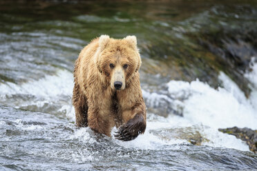 USA, Alaska, Katmai-Nationalpark, Braunbär (Ursus arctos) bei Brooks Falls, Futtersuche - FO005971