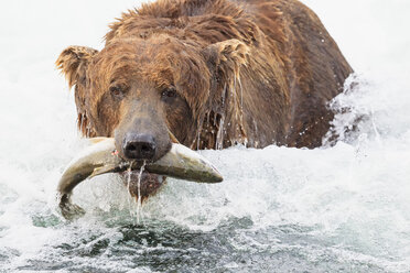 USA, Alaska, Katmai National Park, Braunbär (Ursus arctos) am Brooks Wasserfall mit gefangenem Lachs - FO005972