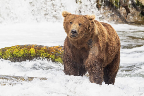 USA, Alaska, Katmai-Nationalpark, Braunbär (Ursus arctos) bei Brooks Falls, Futtersuche - FOF005973