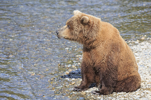 USA, Alaska, Katmai-Nationalpark, Braunbär (Ursus arctos) an den Brooks Falls, sitzend - FOF005974