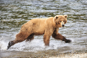USA, Alaska, Katmai National Park, Braunbär (Ursus arctos) an den Brooks Falls, zu Fuß - FOF005975
