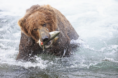 USA, Alaska, Katmai National Park, Braunbär (Ursus arctos) am Brooks Wasserfall mit gefangenem Lachs, lizenzfreies Stockfoto