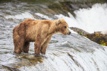 USA, Alaska, Katmai-Nationalpark, Braunbär (Ursus arctos) bei Brooks Falls, Futtersuche - FOF005994