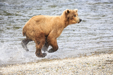 USA, Alaska, Katmai National Park, Braunbär (Ursus arctos) bei Brooks Falls, laufend - FOF005995