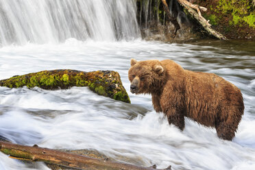 USA, Alaska, Katmai-Nationalpark, Braunbär (Ursus arctos) bei Brooks Falls, Futtersuche - FO005912