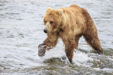 USA, Alaska, Katmai National Park, Brown bear (Ursus arctos) at Brooks Falls, foraging - FOF005996