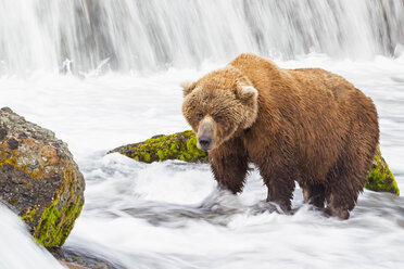 USA, Alaska, Katmai National Park, Brown bear (Ursus arctos) at Brooks Falls, foraging - FOF005913