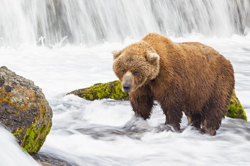 USA, Alaska, Katmai-Nationalpark, Braunbär (Ursus arctos) bei Brooks Falls, Futtersuche - FOF005913