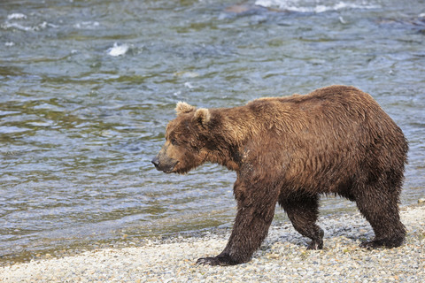 USA, Alaska, Katmai National Park, Braunbär (Ursus arctos) an den Brooks Falls, zu Fuß, lizenzfreies Stockfoto