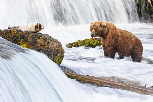 USA, Alaska, Katmai-Nationalpark, Braunbär (Ursus arctos) bei Brooks Falls, Futtersuche - FOF005914