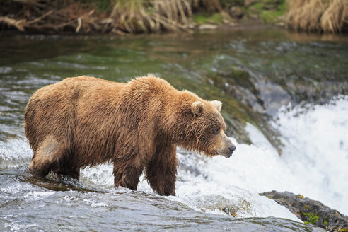 USA, Alaska, Katmai-Nationalpark, Braunbär (Ursus arctos) bei Brooks Falls, Futtersuche - FO005956