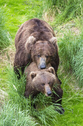 USA, Alaska, Katmai National Park, Braunbären (Ursus arctos) bei der Paarung - FOF005958