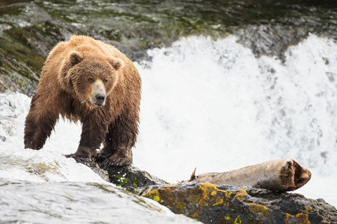 USA, Alaska, Katmai-Nationalpark, Braunbär (Ursus arctos) bei Brooks Falls, Futtersuche, lizenzfreies Stockfoto