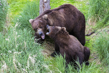USA, Alaska, Katmai National Park, Braunbären (Ursus arctos) bei der Paarung - FOF005960