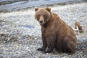 USA, Alaska, Katmai National Park, Brown bear (Ursus arctos) at Brooks Falls, sitting - FO005961