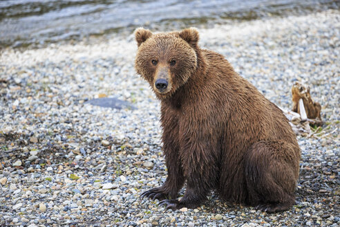 USA, Alaska, Katmai-Nationalpark, Braunbär (Ursus arctos) an den Brooks Falls, sitzend - FO005961