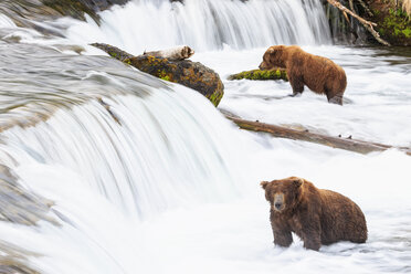 USA, Alaska, Katmai-Nationalpark, Braunbären (Ursus arctos) bei Brooks Falls, Futtersuche - FO005916