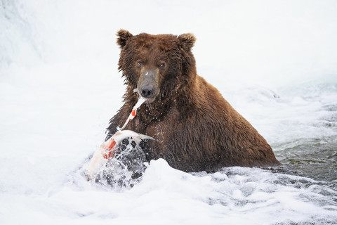 USA, Alaska, Katmai National Park, Braunbär (Ursus arctos) am Brooks Wasserfall mit gefangenem Lachs, lizenzfreies Stockfoto