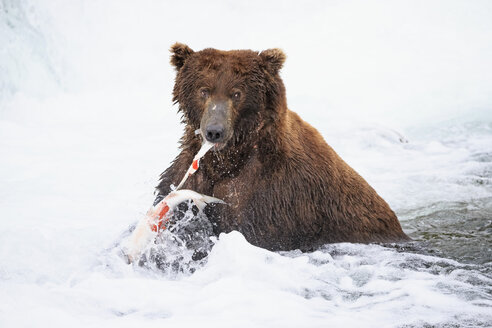 USA, Alaska, Katmai National Park, Braunbär (Ursus arctos) am Brooks Wasserfall mit gefangenem Lachs - FO005998