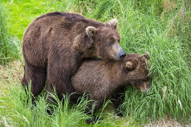 USA, Alaska, Katmai National Park, Braunbären (Ursus arctos) bei der Paarung - FOF005999