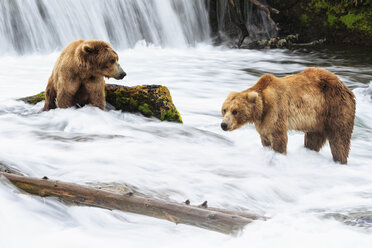 USA, Alaska, Katmai-Nationalpark, Braunbären (Ursus arctos) bei Brooks Falls, Futtersuche - FOF005917