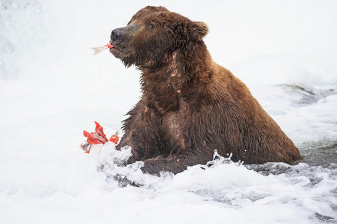 USA, Alaska, Katmai National Park, Braunbär (Ursus arctos) am Brooks Wasserfall mit gefangenem Lachs - FOF006015