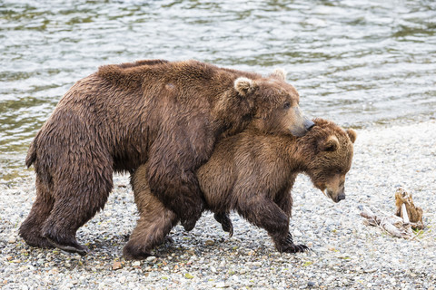 USA, Alaska, Katmai National Park, Braunbären (Ursus arctos) bei der Paarung, lizenzfreies Stockfoto